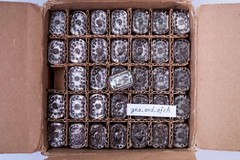IN-12A Nixie Tubes UNUSED TESTED [6 TUBES SET] FAST DELIVERY – USA Seller